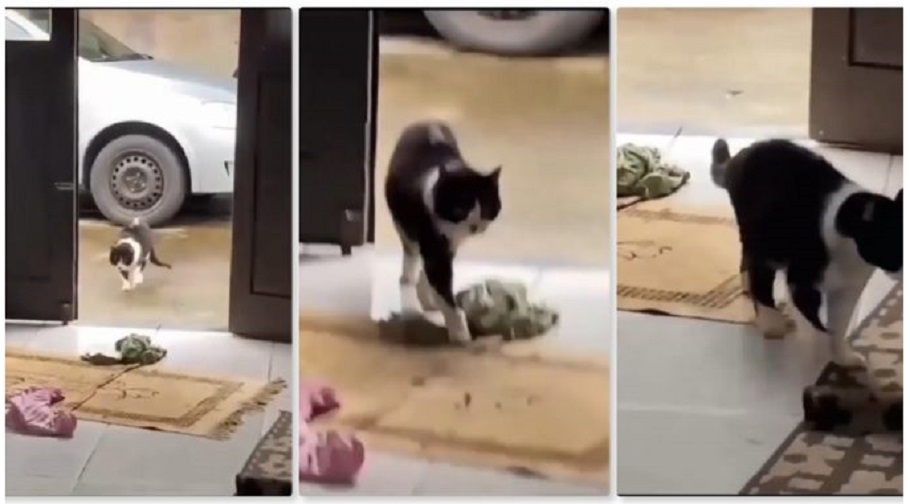 Pandai Berlakon Buat-Buat Sakit, Padahal Dia Takot Kena Marah Balik Lambat